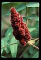 01020-00236-Red Flowers-Staghorn Sumac.jpg