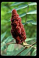 01020-00237-Red Flowers-Staghorn Sumac.jpg