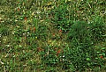 1-6-07-00329 firepinks and bluets on hillside.jpg