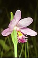 01120-00001 Rose Pogonia t.jpg