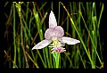 01120-00005 Rose Pogonia.jpg