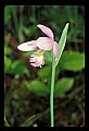 01120-00009 Rose Pogonia.jpg