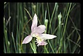 01120-00011 Rose Pogonia.jpg