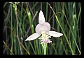 01120-00012 Rose Pogonia.jpg