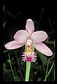 01120-00013 Rose Pogonia.jpg
