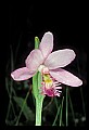 01120-00014 Rose Pogonia.jpg