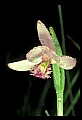 01120-00016 Rose Pogonia.jpg