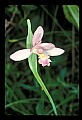 01120-00017 Rose Pogonia.jpg