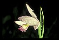 01120-00018 Rose Pogonia.jpg