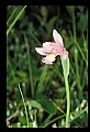 01120-00019 Rose Pogonia.jpg