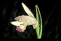 01120-00020 Rose Pogonia.jpg