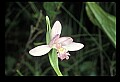 01120-00021 Rose Pogonia.jpg