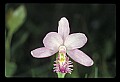 01120-00022 Rose Pogonia.jpg