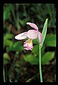 01120-00023 Rose Pogonia.jpg