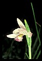 01120-00025 Rose Pogonia.jpg