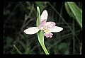 01120-00026 Rose Pogonia.jpg