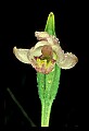 01120-00027 Rose Pogonia.jpg