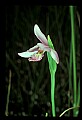 01120-00028 Rose Pogonia.jpg