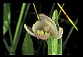 01120-00029 Rose Pogonia.jpg