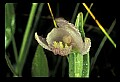 01120-00031 Rose Pogonia.jpg