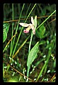 01120-00032 Rose Pogonia.jpg