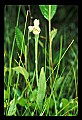 01120-00033 Rose Pogonia.jpg