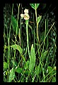 01120-00034 Rose Pogonia.jpg