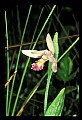 01120-00035 Rose Pogonia.jpg