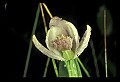 01120-00036 Rose Pogonia.jpg