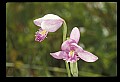 01120-00037 Rose Pogonia.jpg