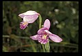 01120-00038 Rose Pogonia.jpg