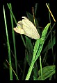 01120-00039 Rose Pogonia.jpg