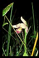 01120-00041 Rose Pogonia.jpg