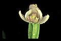 01120-00042 Rose Pogonia.jpg