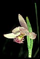 01120-00043 Rose Pogonia.jpg