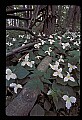 01005-00013-White Flowers-Trillium.jpg