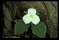 01005-00020-White Flowers-Trillium.jpg
