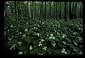 01005-00043-White Flowers-Trillium.jpg