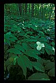 01005-00048-White Flowers-Trillium.jpg