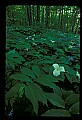 01005-00049-White Flowers-Trillium.jpg