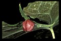 01005-00057-White Flowers-Trillium.jpg