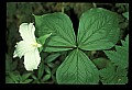 01005-00058-White Flowers-Trillium.jpg