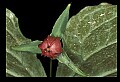01005-00064-White Flowers-Trillium.jpg