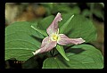 01005-00066-White Flowers-Trillium.jpg