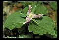 01005-00067-White Flowers-Trillium.jpg