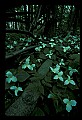 01005-00076-White Flowers-Trillium.jpg