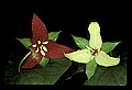 01020-00105-Red Flowers- Wakerobin or Stinking Benjamin.jpg