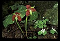 01020-00126-Red Flowers- Wakerobin or Stinking Benjamin.jpg