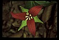 01020-00157-Red Flowers- Wakerobin or Stinking Benjamin.jpg