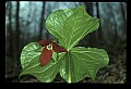 01020-00164-Red Flowers- Wakerobin or Stinking Benjamin.jpg